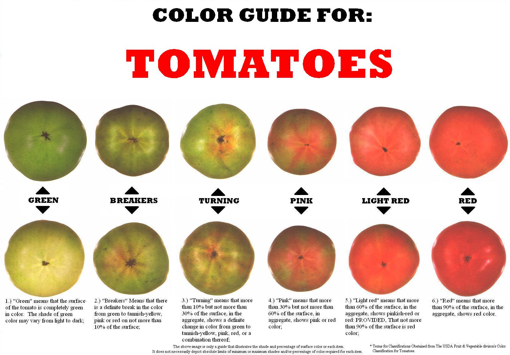 color-guide-for-tomatoes